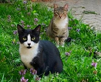 Tommy e Emy