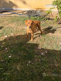 Limone (simil Labrador Retriever)
