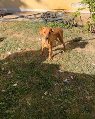 Limone (simil Labrador Retriever)