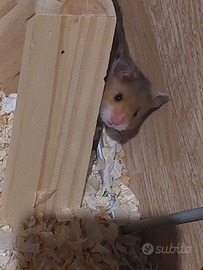 Criceto Doratl siriano