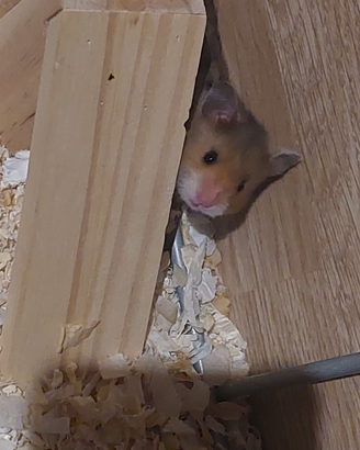 Criceto Doratl siriano