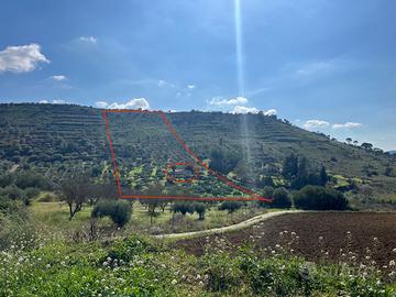 Residenza con uliveto