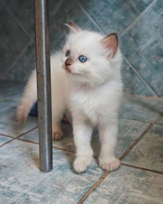 Cuccioli Ragdoll