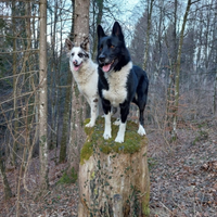 Cuccioli Lupo/Border Collie incrocio Lagorai