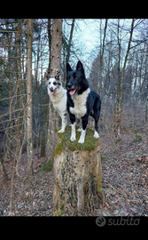 Cuccioli Lupo/Border Collie incrocio Lagorai