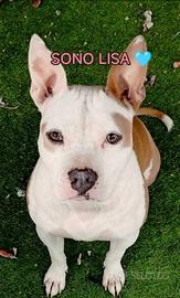 Lisa mix Bulldog. 1 anno