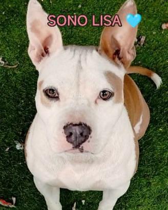 Lisa mix Bulldog. 1 anno