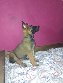 Pastore belga malanois