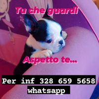 Ultimo Boston terrier