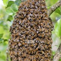 Recupero sciami d'api