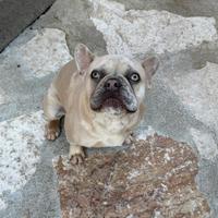 Bouledogue francese 9 mesi occhi ghiaccio
