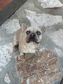 Bouledogue francese 9 mesi occhi ghiaccio