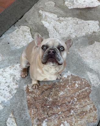 Bouledogue francese 9 mesi occhi ghiaccio