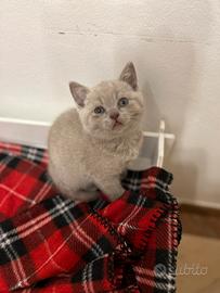 British shorthair