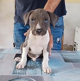 American Staffordshire Terrier 