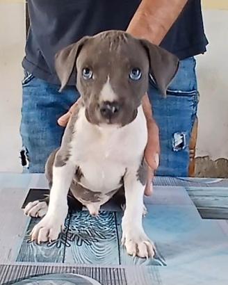 American Staffordshire Terrier 