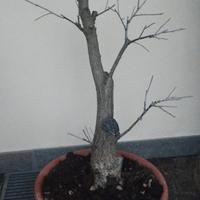 bonsai prebonsai quercia, due anni in vaso
