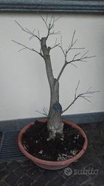 bonsai prebonsai quercia, due anni in vaso