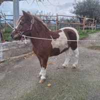 Pony femmina