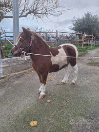 Pony femmina