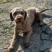 Lagotto romagnolo