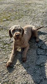 Lagotto romagnolo