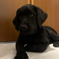 Labrador cucciolo nero