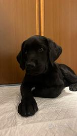 Labrador cucciolo nero