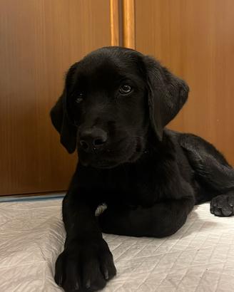 Labrador cucciolo nero