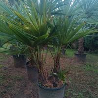 Palme