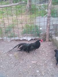 Galline phoenix neri e betulla