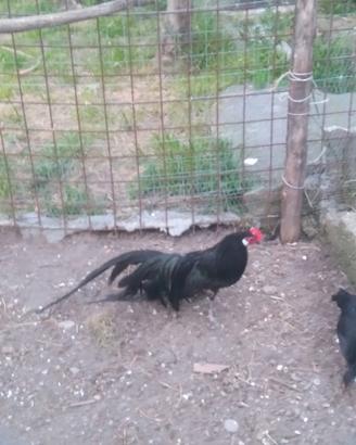 Galline phoenix neri e betulla