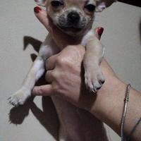 Cucciolo di chihuahua Femmina