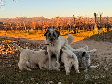Cuccioli cane incrocio maremmano caucaso