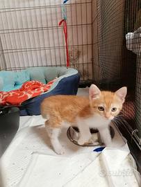 Gattini per tutti i gusti