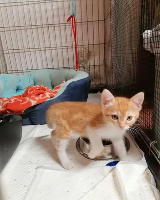 Gattini per tutti i gusti