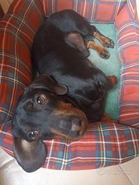 Bassotto nano a pelo nero