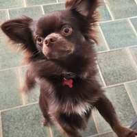 Chihuahua disponibile per monta