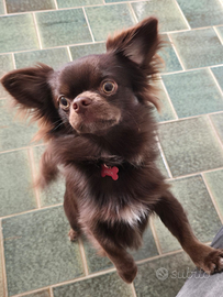 Chihuahua disponibile per monta