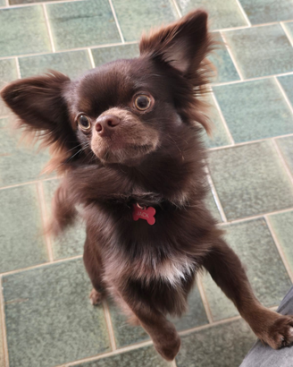 Chihuahua disponibile per monta