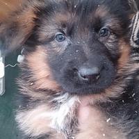 Cuccioli di pastore tedesco