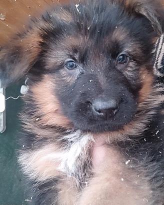 Cuccioli di pastore tedesco