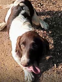 springer spaniel 