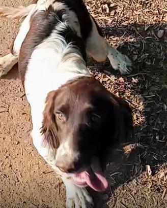 springer spaniel 