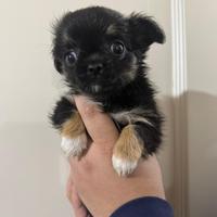 Disponibili cuccioli di 60 giiorni