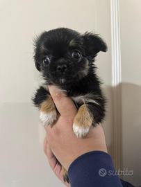 Disponibili cuccioli di 60 giiorni