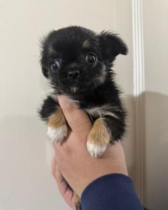 Disponibili cuccioli di 60 giiorni