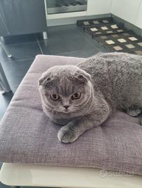 Scottish Fold