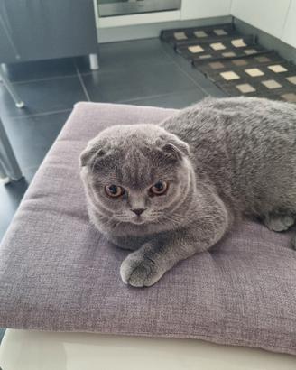 Scottish Fold