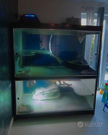 terrario doppio rettili iguana serpente serpenti 
